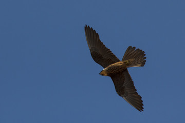 Flying Falcon (Eleonora's falcon)