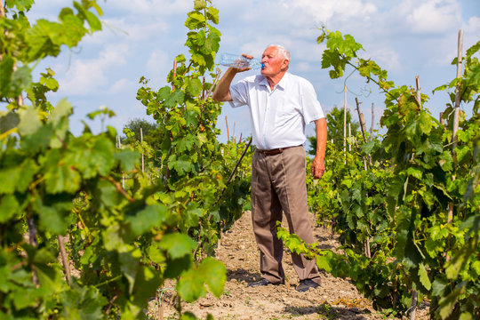 Senior man drinking water in the vineyard
