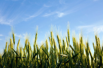 Fototapeta premium Close up flowering green wheat field on background blue sky