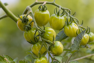 grüne Tomaten am Strauch