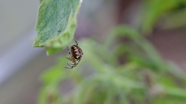 Spider on web outdoors