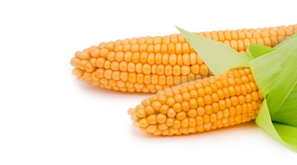 Corn ear isolated