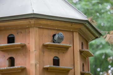 dovecote