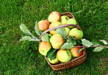 panier en osier,récolte de pomme bio dans l'herbe