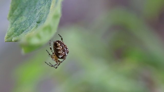 Spider on web outdoors