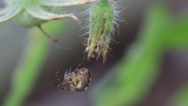Spider on web outdoors