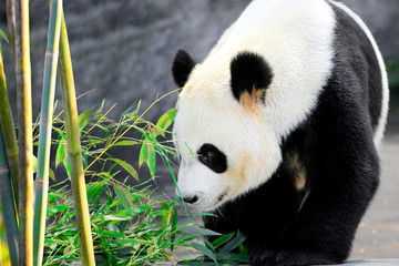 Obraz na płótnie Canvas Giant panda bear and her favorite food bamboo