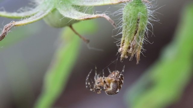 Spider on web outdoors