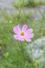 コスモス