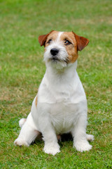 Puppy of Jack Russel Terrier