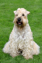 Funny Irish Soft Coated Wheaten Terrier
