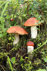 mushrooms