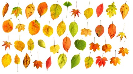 set of colourful autumn leaves isolated on white