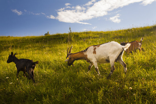 Goats grazing at sunset