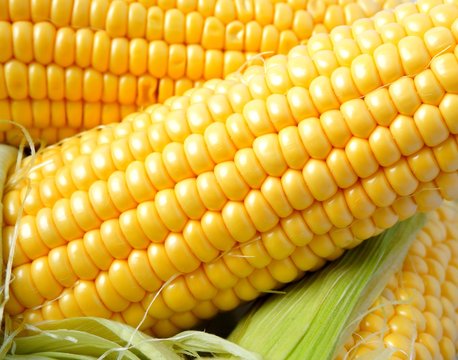 Delicious yellow summer corn on the cob