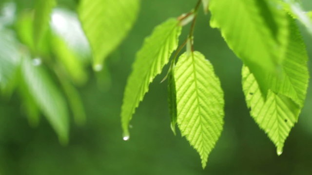 Green Spring Leafs with Drops of Water after the Rain HD