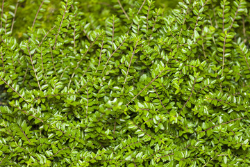 ロニセラニチダ