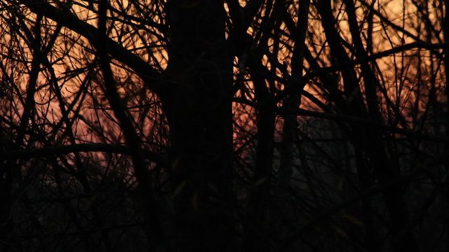 Sunset Through Forest Trees Silhouettes Time Lapse HD