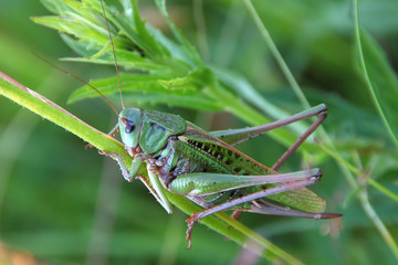 Green grasshopper sitting on a blade of grass