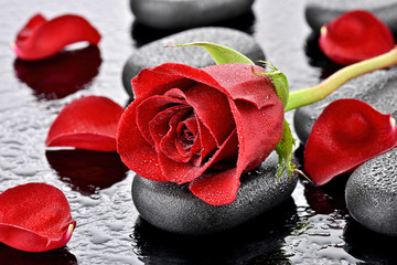 Czerwona róża na kamieniu bazaltowym - obrazy, fototapety, plakaty
