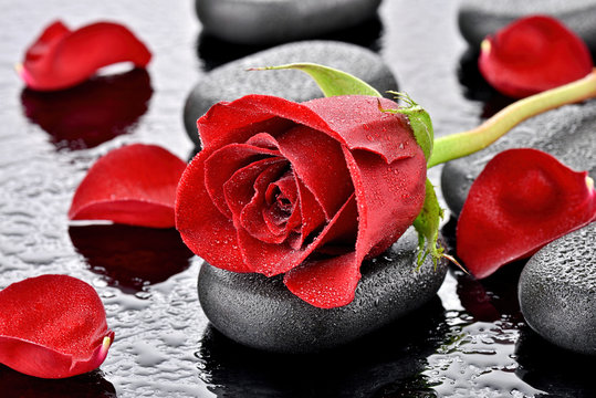 Fototapeta Czerwona róża na kamieniu bazaltowym