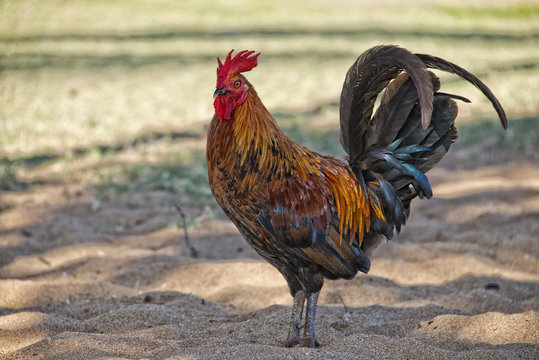 Ruster chicken on hawaian beach