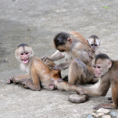 Happy family (in monkey's conception) in Misahualli, Amazonia