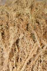 園芸用のミズゴケ