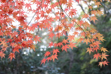 autumn color of maple leaves in a park