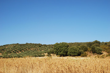 Fototapeta premium Landscape in Canary Island