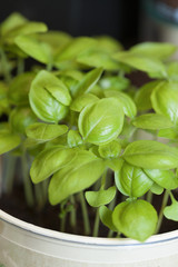発芽したバジル