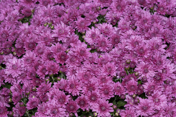 Obraz premium キクの花