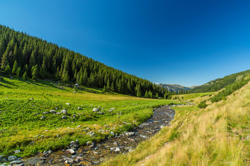 Fototapeta na wymiar Pastoral summer scenery in the mountains, with fir tree forests
