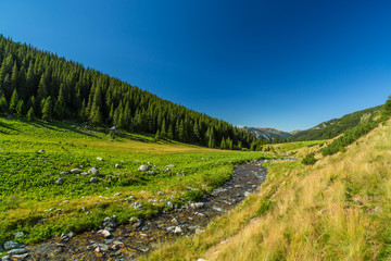 Naklejka na ściany i meble Pastoral summer scenery in the mountains, with fir tree forests