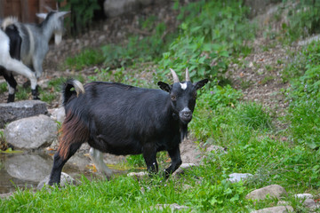Fototapeta premium Black goat