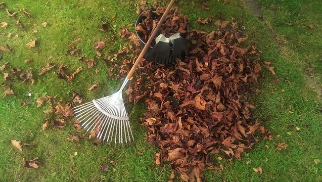 Pile of fall leaves with rake on lawn