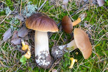 porcini  mushroom in autumn forest