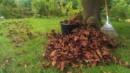 Pile of fall leaves with rake on lawn