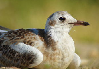 Little Gull