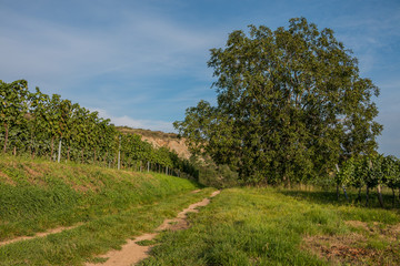 Fototapeta na wymiar Obernalber Landschaft