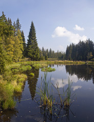 Summer landscape