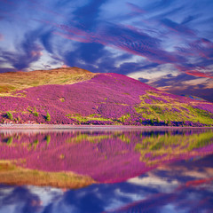 Colorful landscape scenery of Pentland hills slope covered by pu