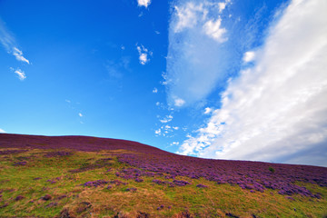 Colorful hill slope covered by violet heather flowers.