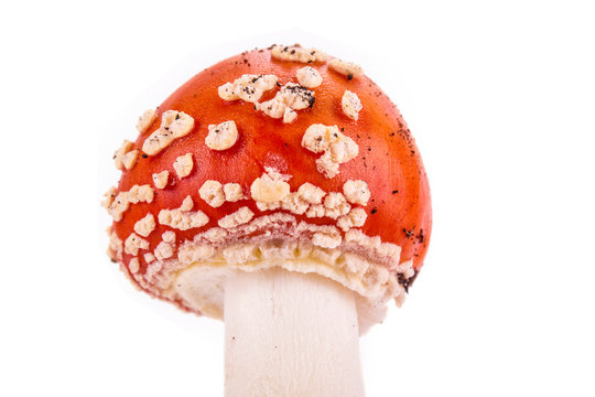 A mushroom Amanita