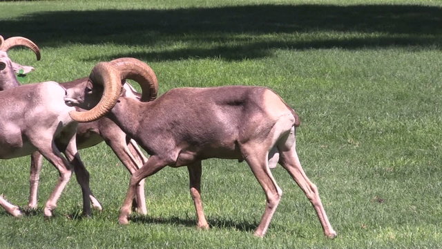 Desert Bighorn ram in Rut