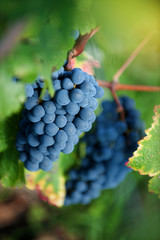 Naklejka premium Harvest in the vineyards of Bordeaux, France