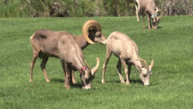 Desert Bighorn Sheep Rutting