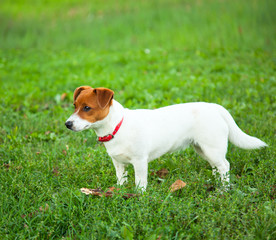 cute puppy Jack Russell on the green grass