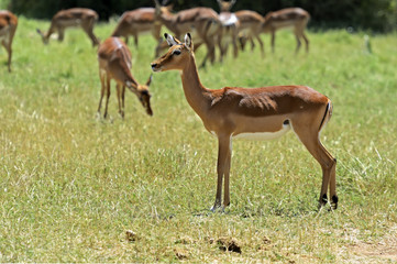 Impala gazelle