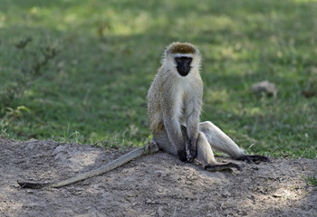 Obraz premium Green monkey